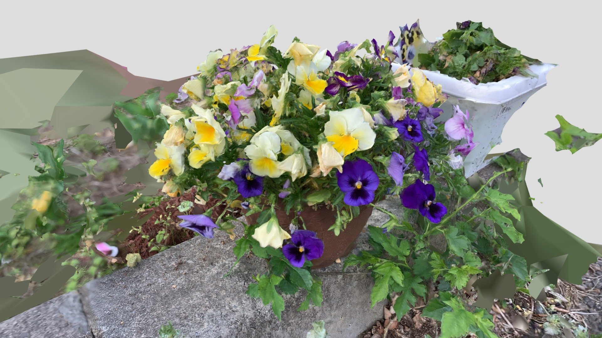 Pansy