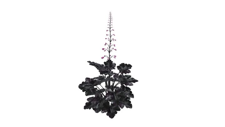 Black_ Pearl_ Coral_ Fall