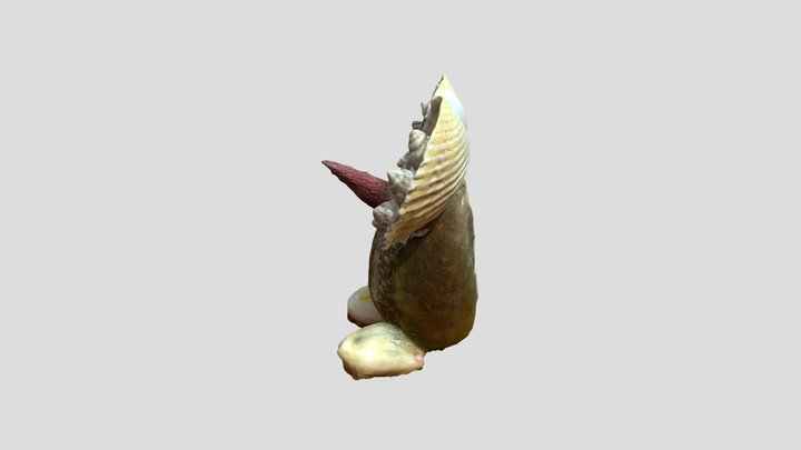 Pingu 3D Model