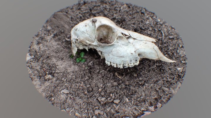 Deer Skull Scan (RAW) 3D Model