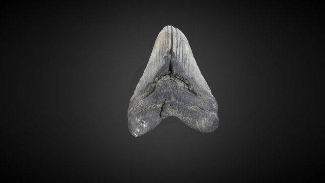 C. megalodon Tooth 3D Model