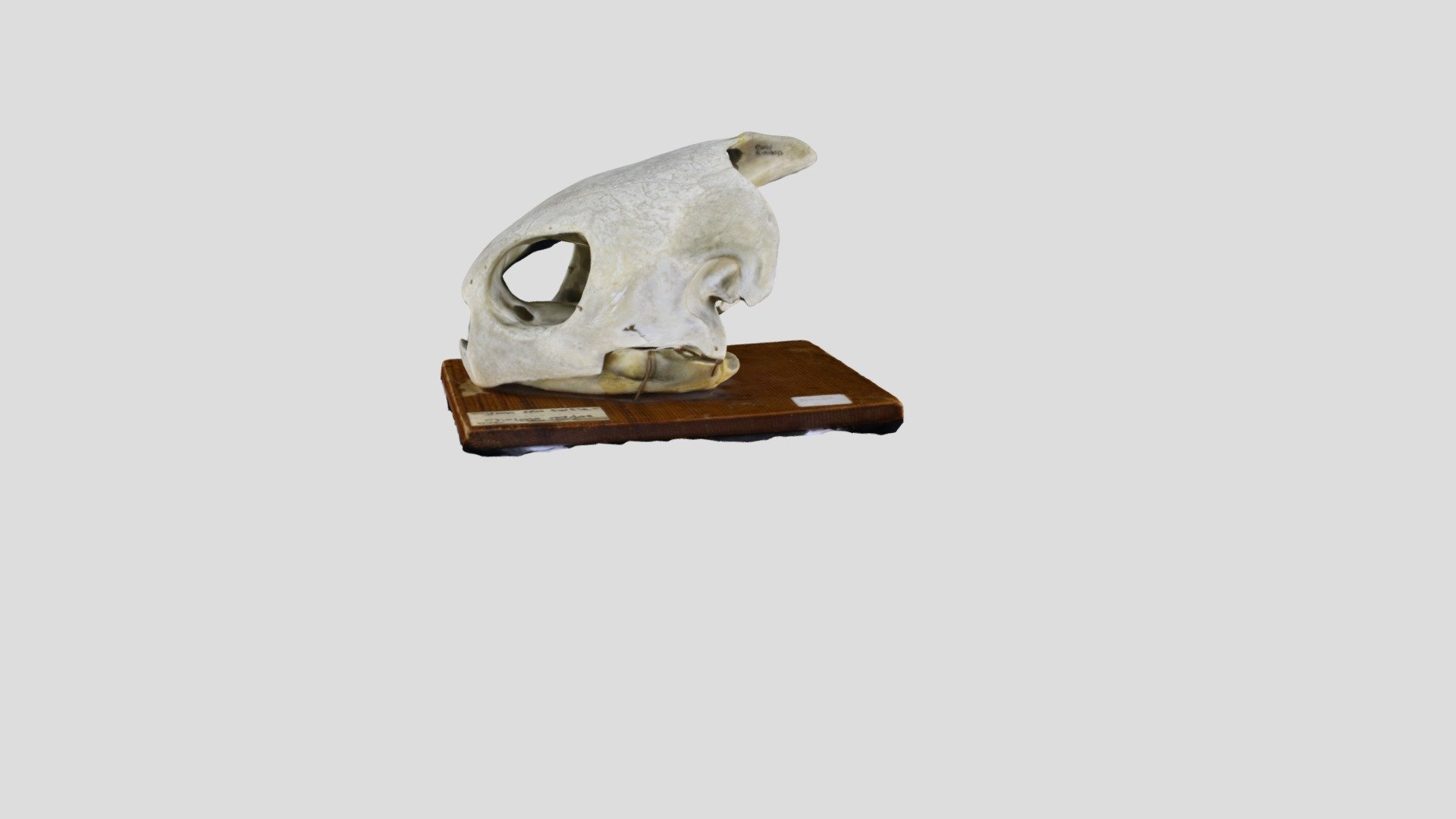 vertebrate-chelonia-mydas-cornell-univ