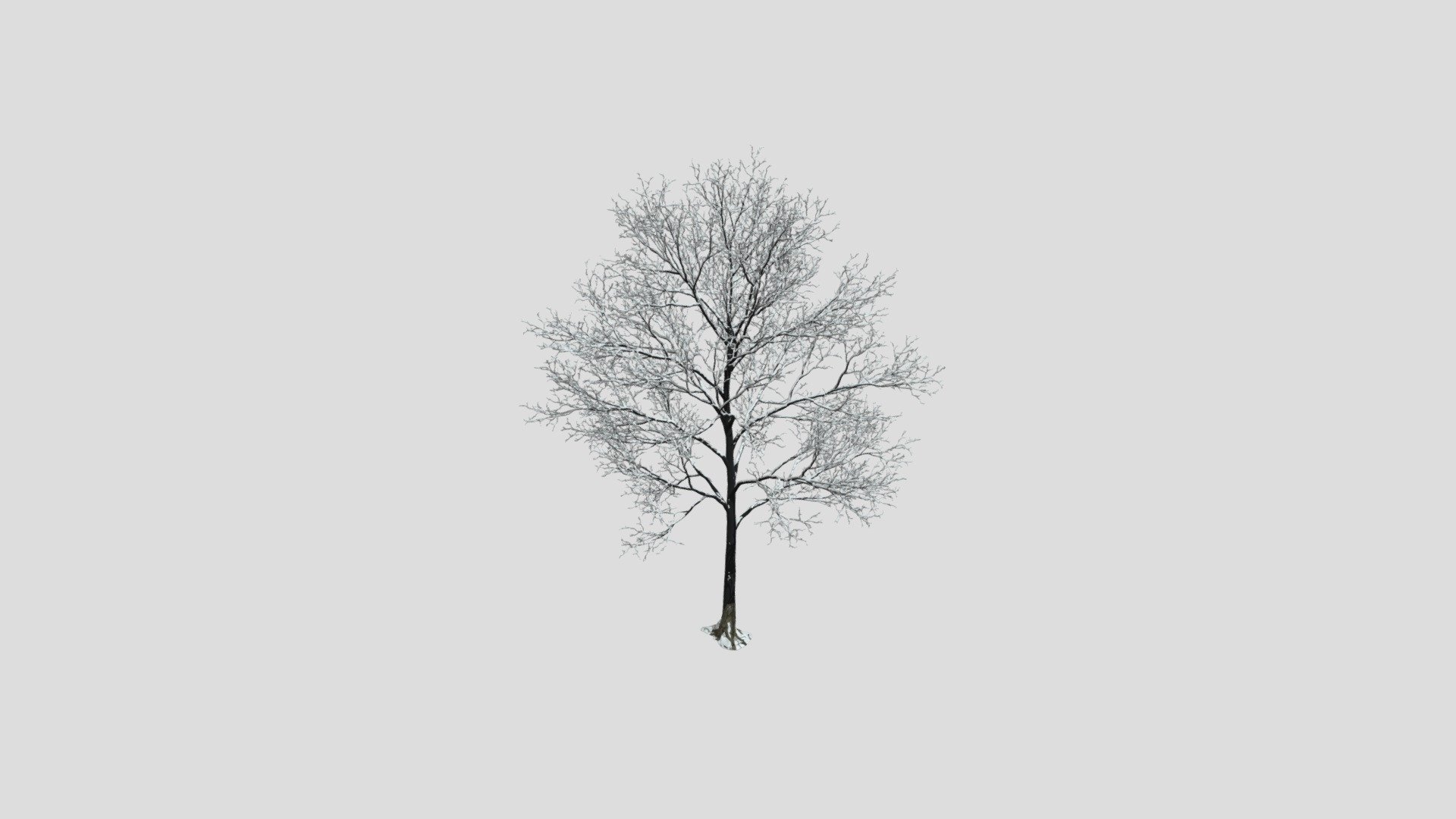 Maple 75 AM258 Archmodels - Buy Royalty Free 3D model by Evermotion ...