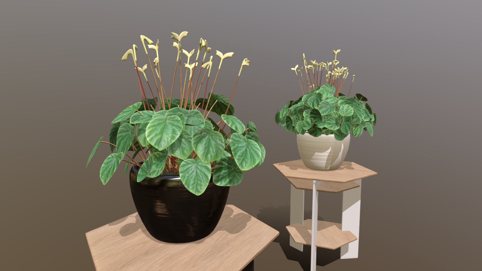 3D model Indoor plant / Peperomia caperata “Lilian” - This is a 3D model of the Indoor plant / Peperomia caperata “Lilian”. The 3D model is about two potted plants on a table.