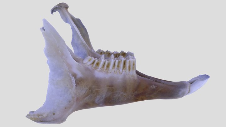 UWYMV:Mamm:3016, Lepus americanus, Mandible – Free 3D Model STL
