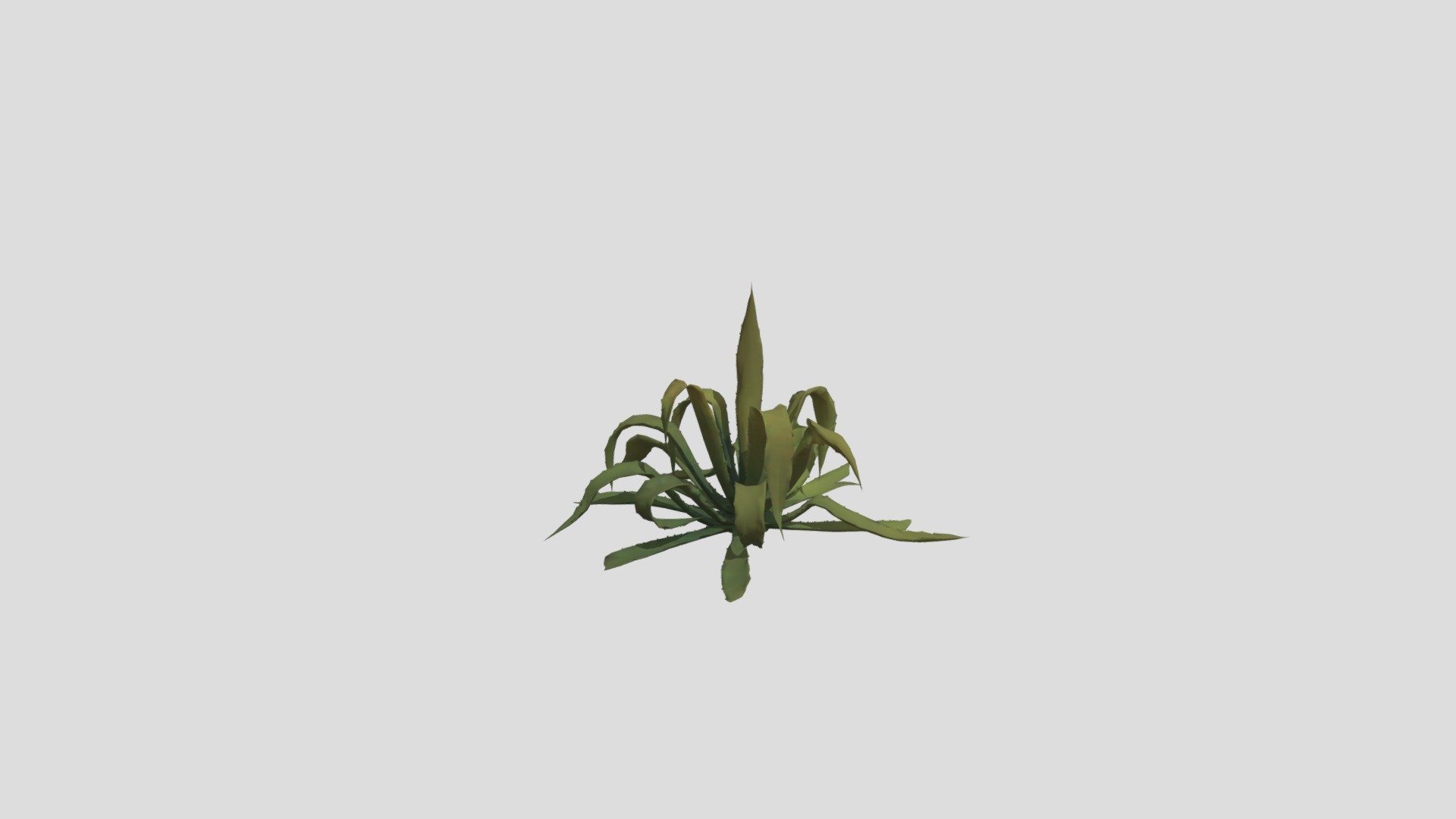 MAGUEY