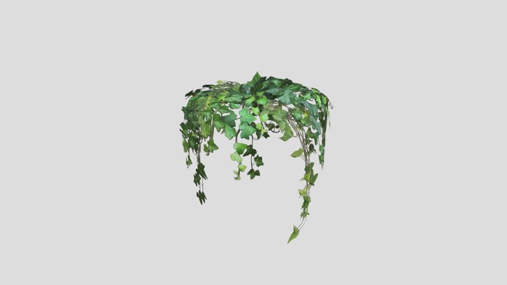 Ivy 3D Model