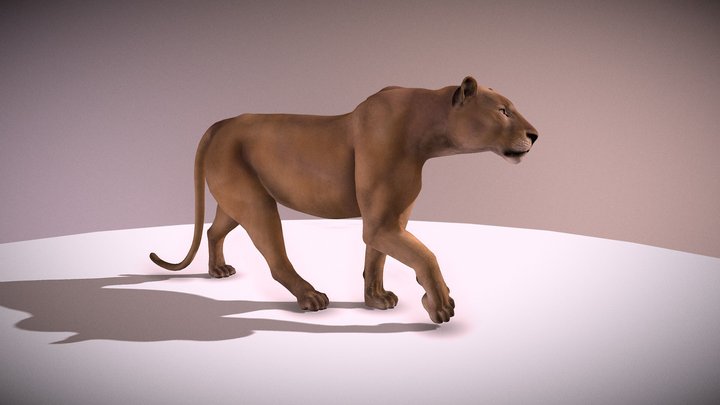 Lion Walk 3D Model