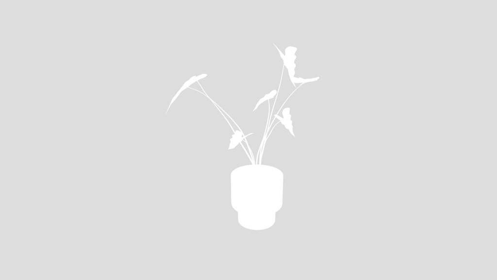 Alocasia Plant