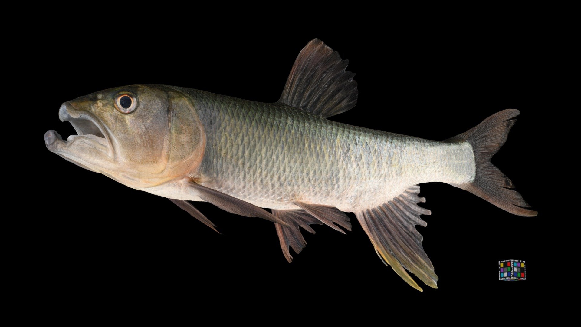 ハス ♂ Three-lips, Opsariichthys uncirostris