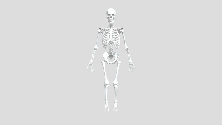 Skeletal-system-basemesh-2016 3D Model