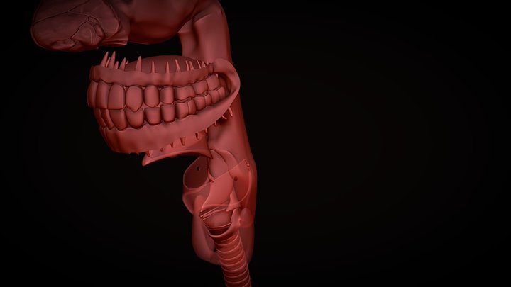 organs 3D Model