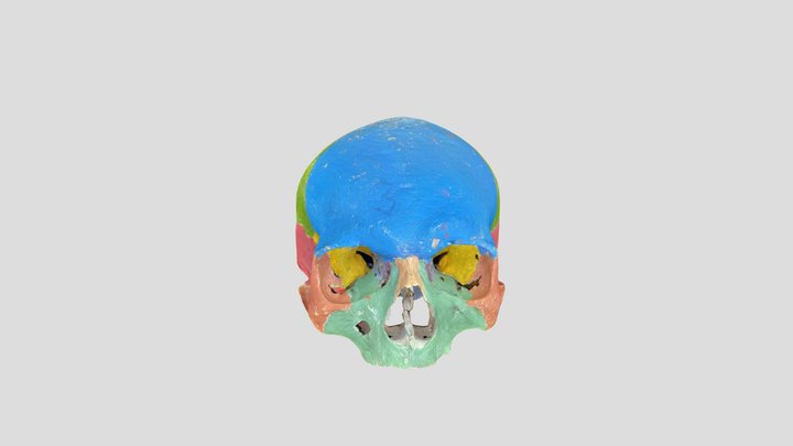 CRÂNIO ARTICULADO 3D Model