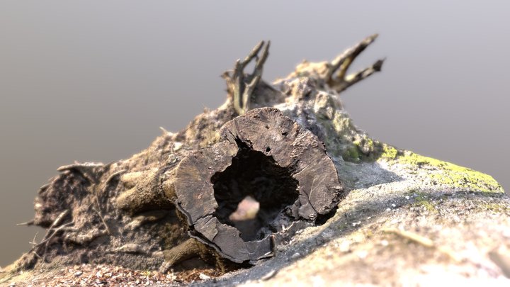 Baumstumpf liegend 3D Model