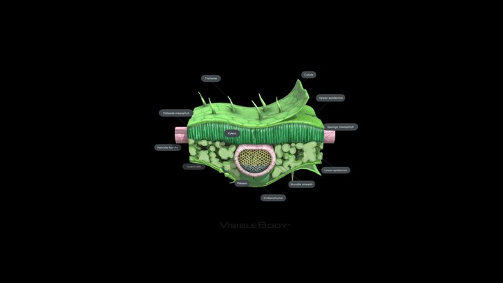 Dicot-leaf 3D Model