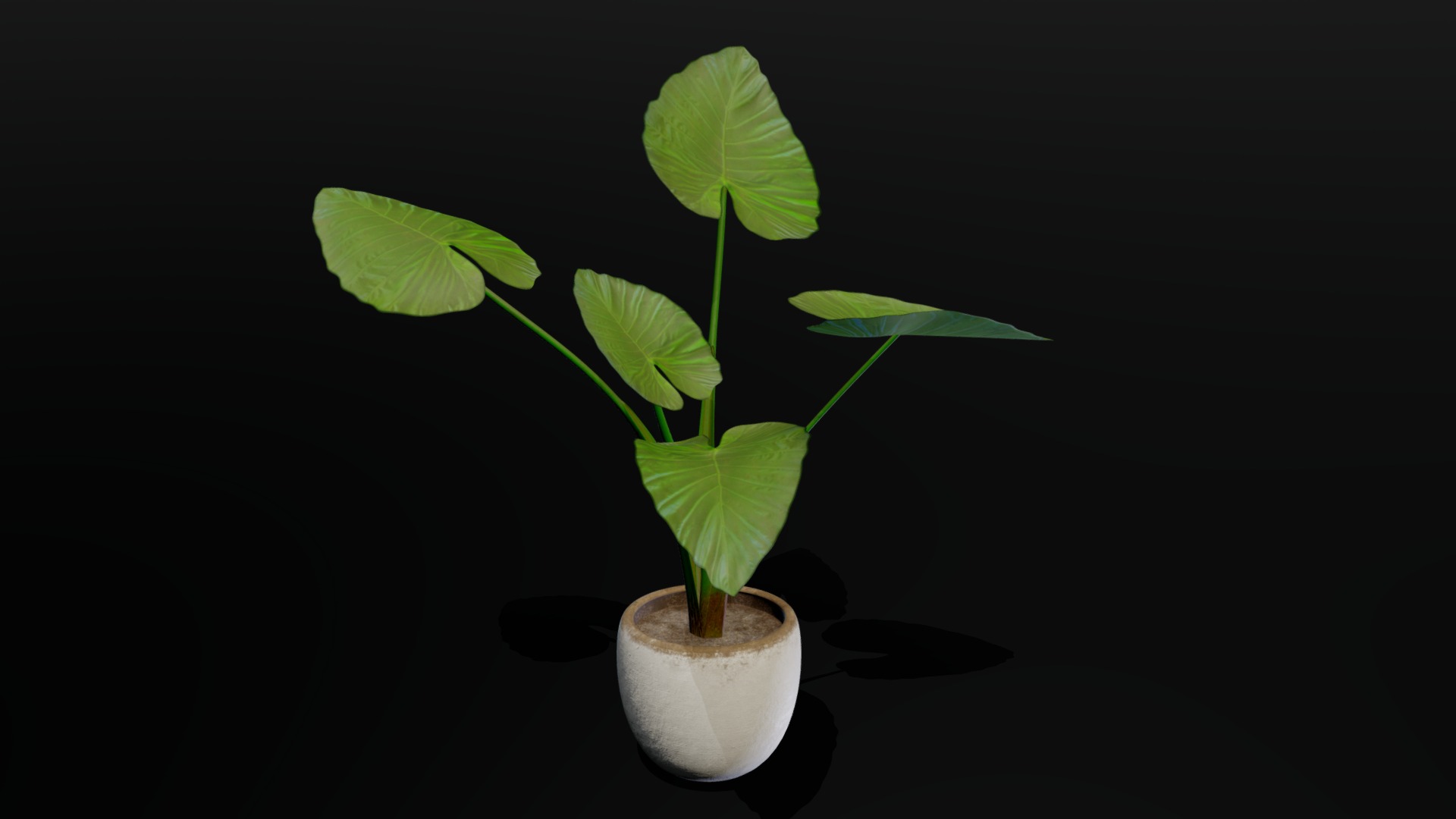 3D model Indoor plant / Alocasia wentii in concrete pot - This is a 3D model of the Indoor plant / Alocasia wentii in concrete pot. The 3D model is about a plant in a pot.