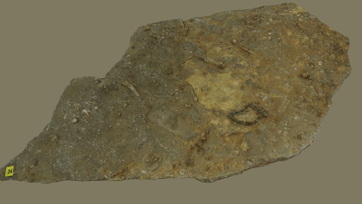 Fossiliferous limestone, Iran