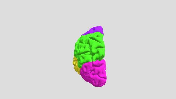 color-coded-labeled-major-lobes-of-the-brain 3D Model