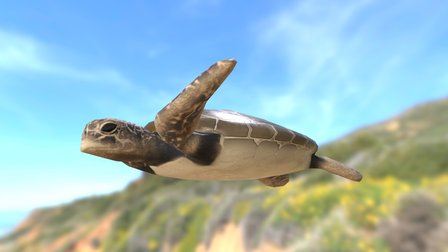Sea Turtle 3D Model