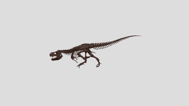 Tyrannosaurus skeleton 3D Model