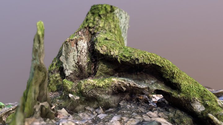 Tree with deformed roots 3D Model