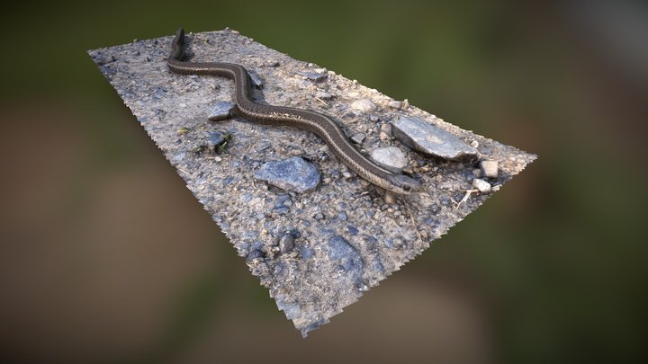 Garter Snake with nipped tale 3D Model