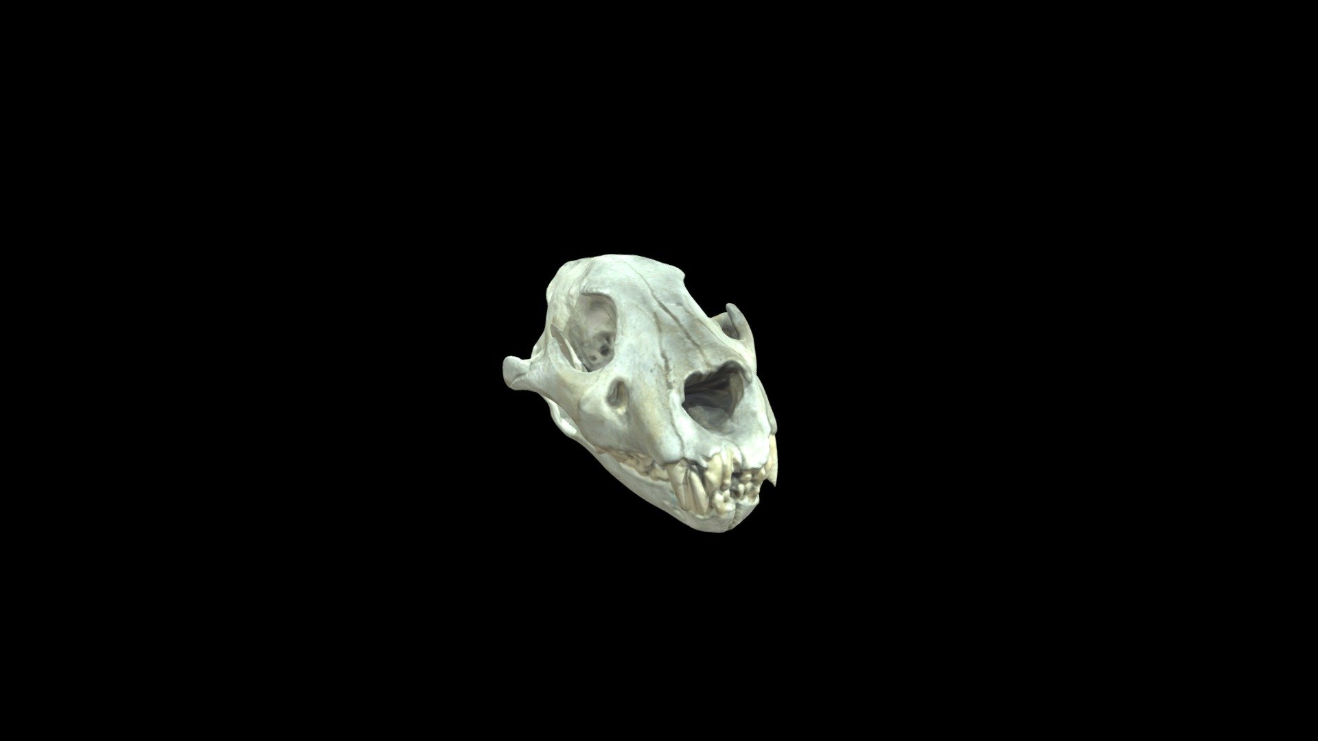 lion_skull (1)