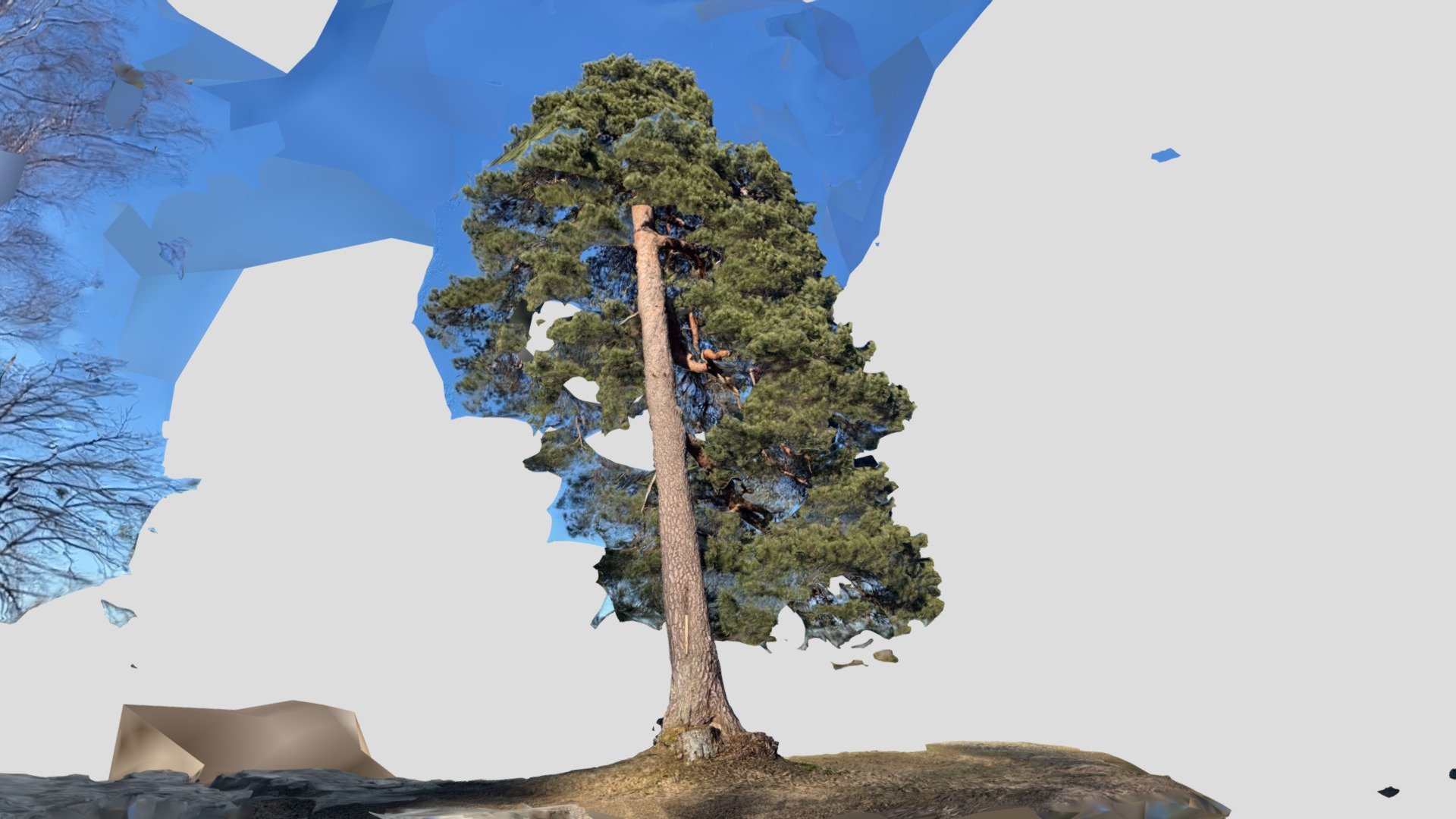 Slanting pine tree, RealityScan test