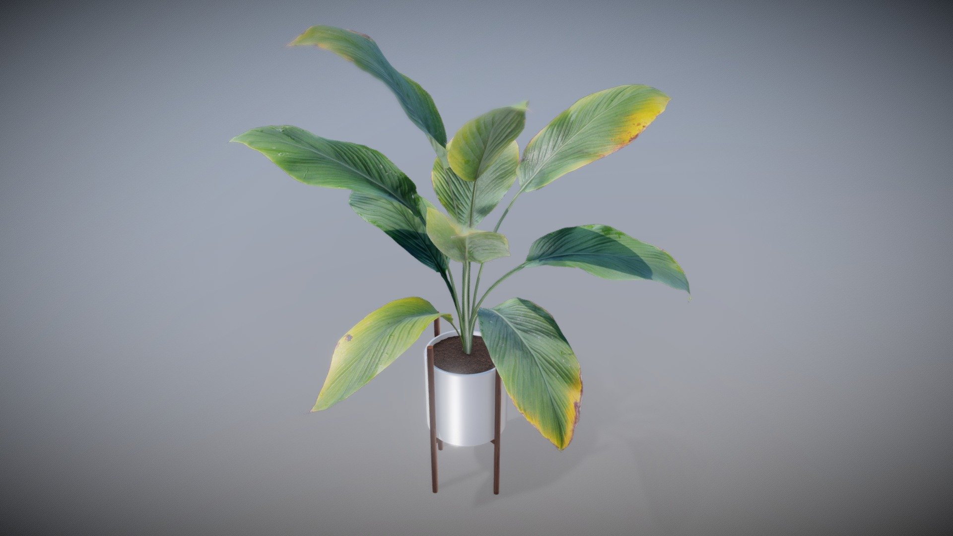 House Plant Ficus