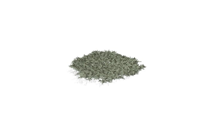 Realistic HD Blue Nest spruce (5/10) 3D Model
