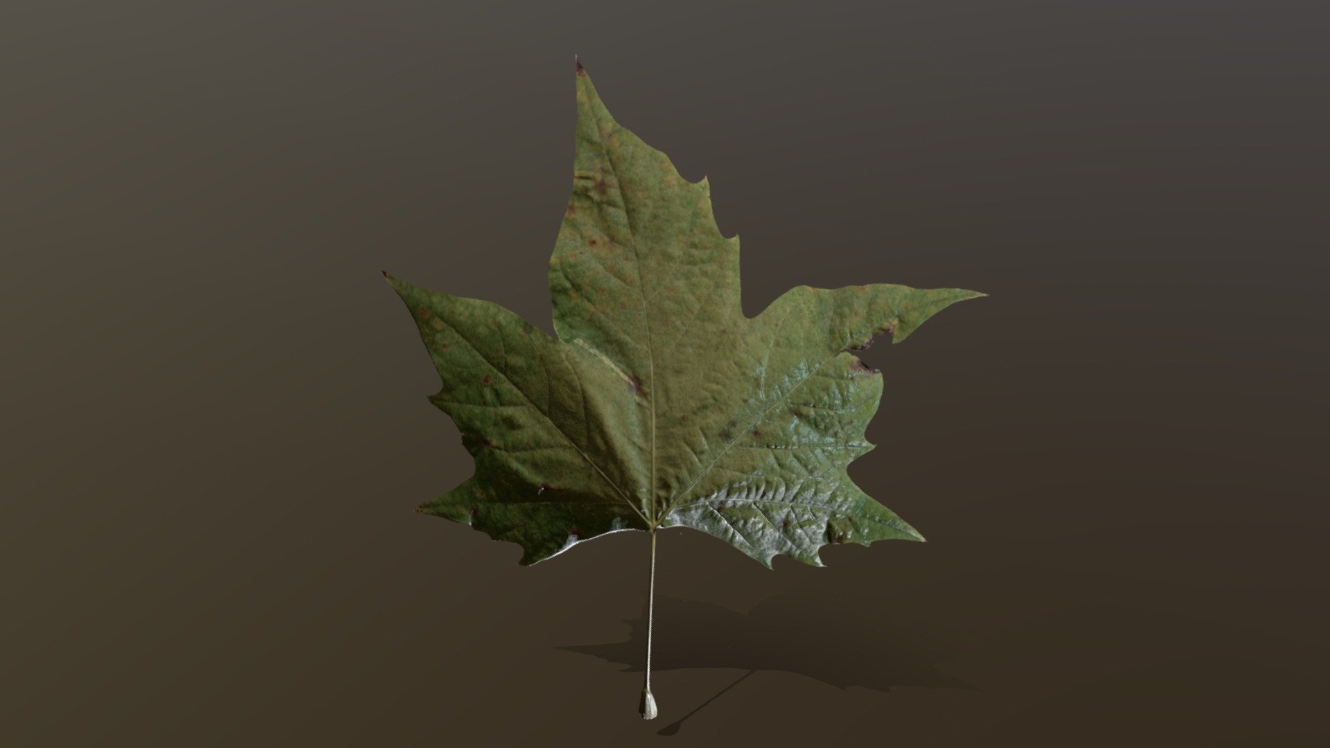 Platanus Leaf1