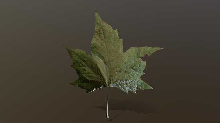 Platanus Leaf1 3D Model