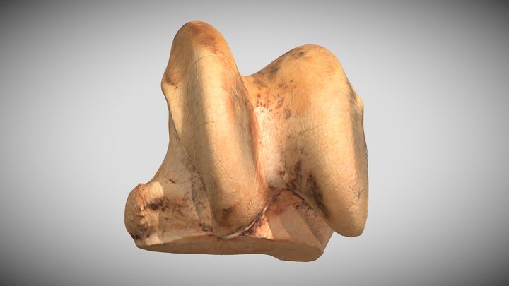 Astragalus Equus ferus caballus (Domestic horse) 3D Model