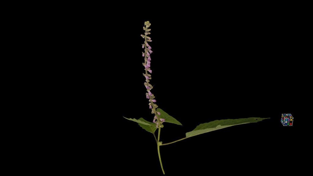 CC0 ナギナタコウジュ Crested Latesummer Mint