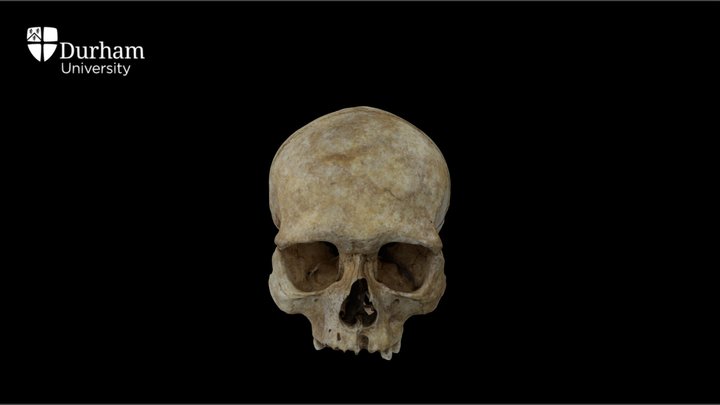 Male cranium with annotations 3D Model