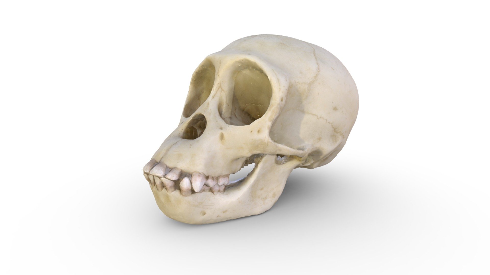 Darwin — Sketchfab embed 3D viewer