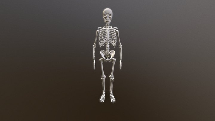 Human Skeleton 3D Model