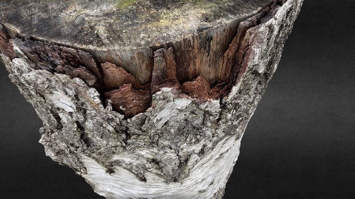tree stump birch ( betula pendula ) 3D Model