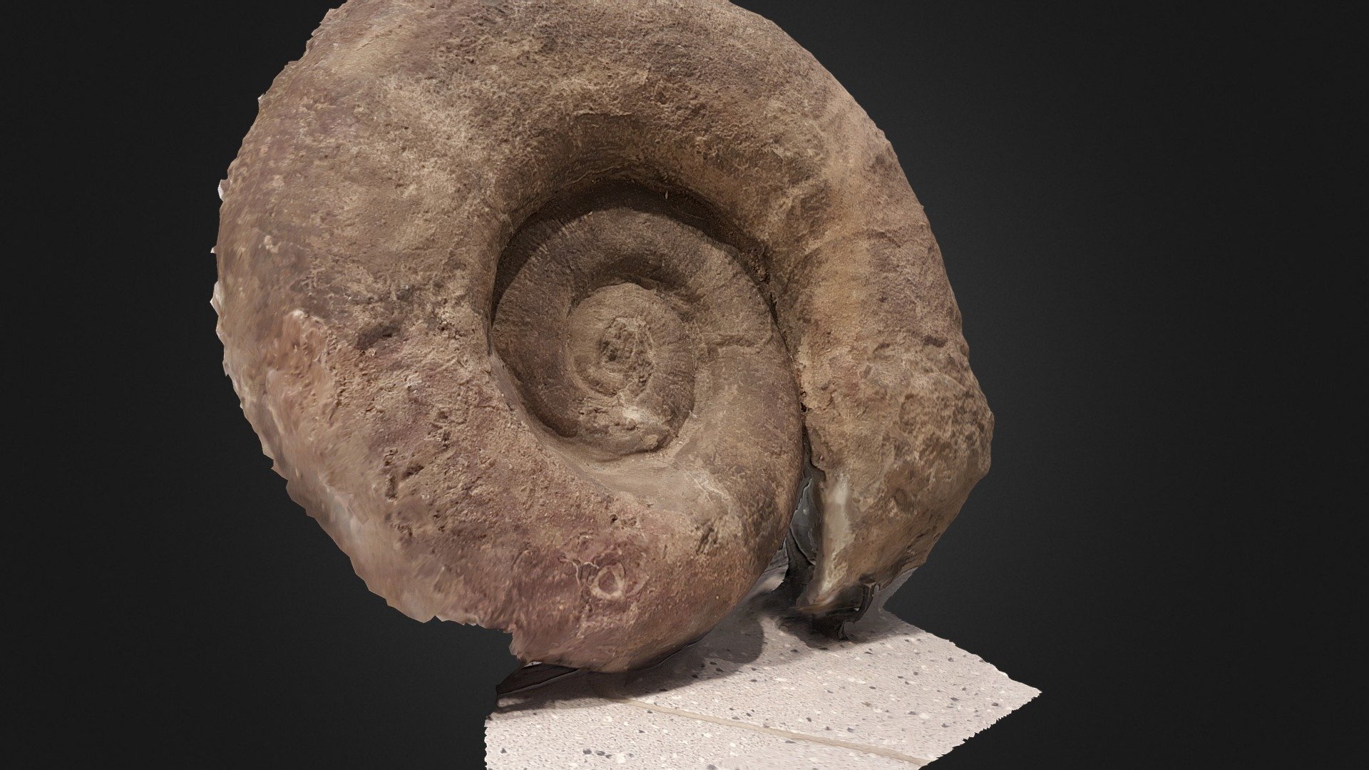 Ammonite, Larzac — Sketchfab embed 3D viewer