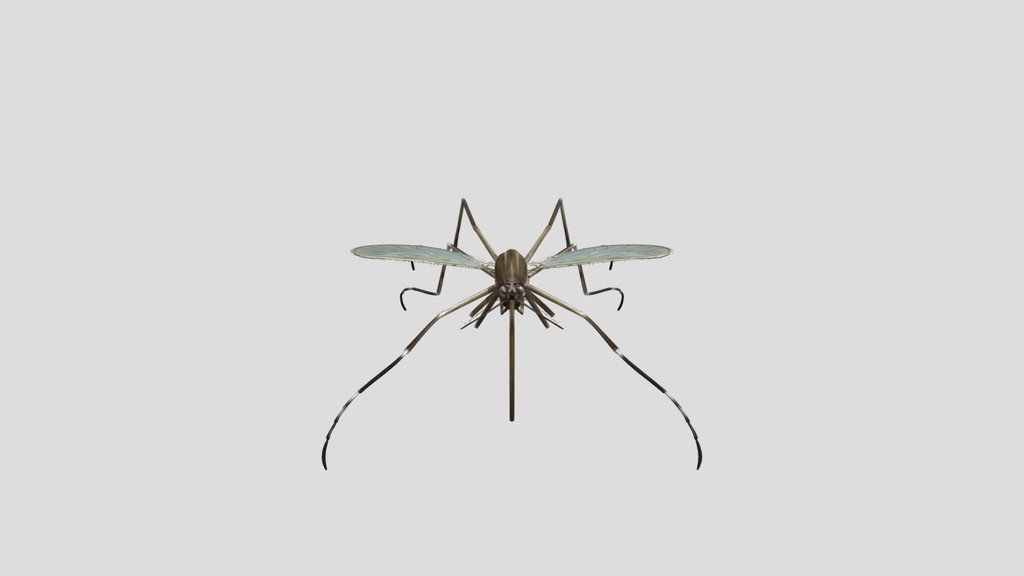 Aedes caspius