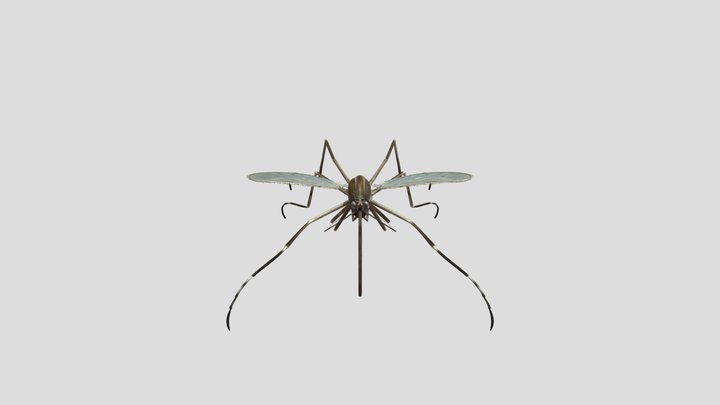 Aedes caspius 3D Model