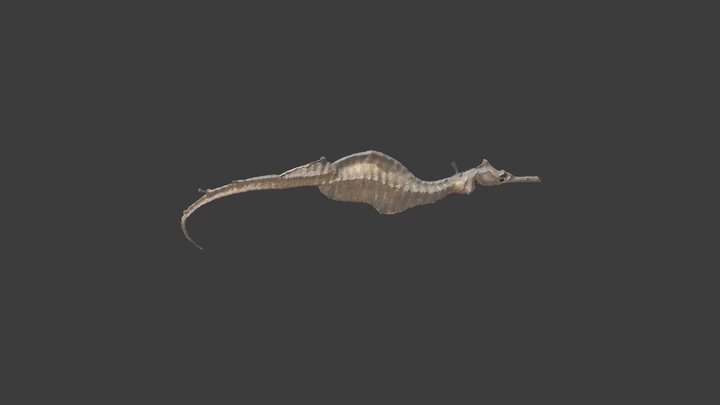 Phyllopteryx taeniolatus