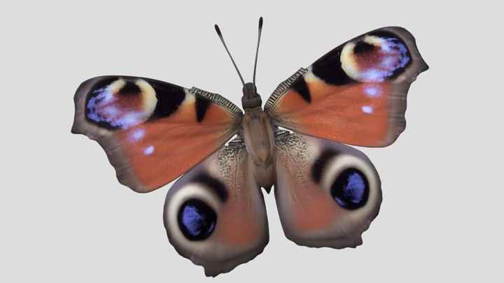 Peacock Butterfly (Aglais io) – Free 3D Model STL
