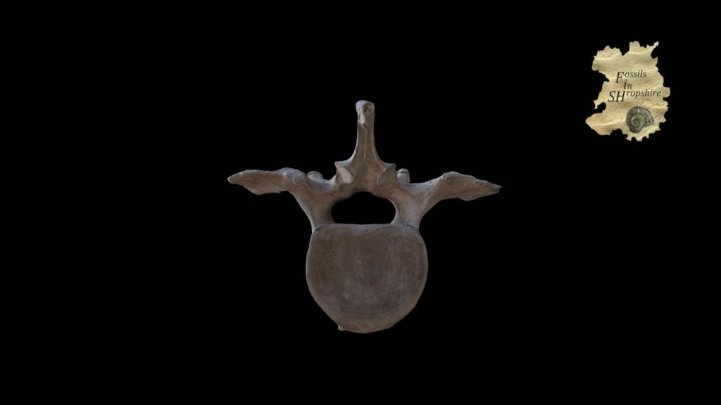 Mammoth lumbar vertebra