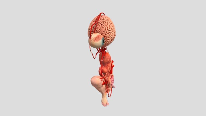 Órganos internos del cuerpo humano. 3D Model