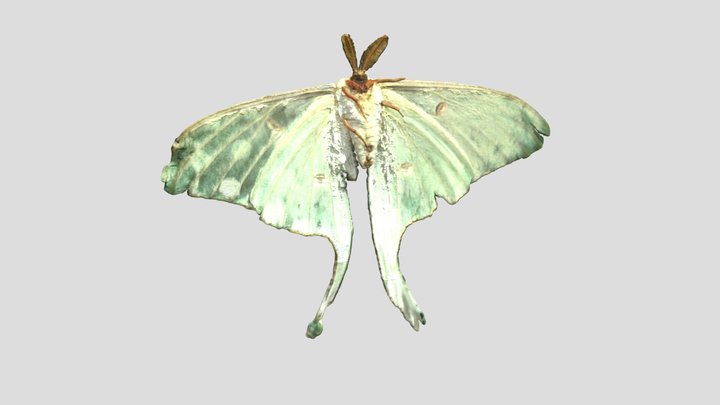 Luna Moth (VCU_3D_5731) 3D Model