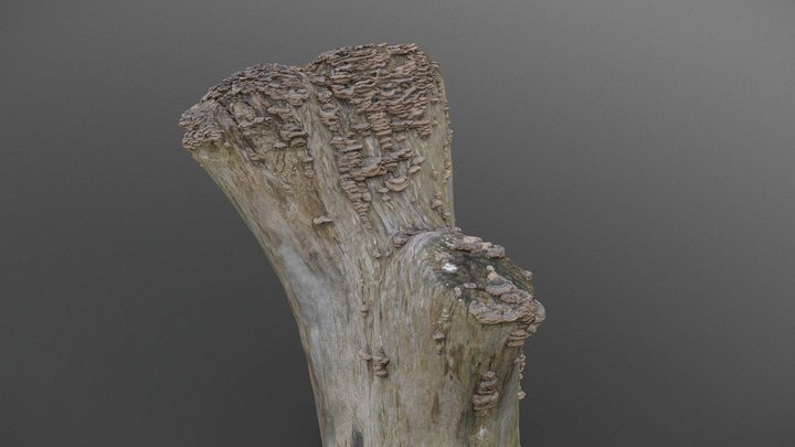 Mushroom covered tree – Free 3D Model STL