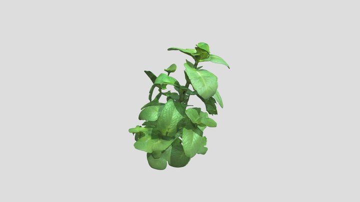 Mint Freshness 3D Model