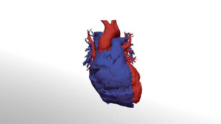 Adult heart 3D Model