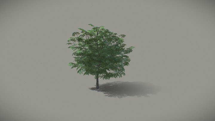 Birch-tree 3D Model